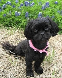 Shih-Poo: The Playful Designer Dog for Your Family