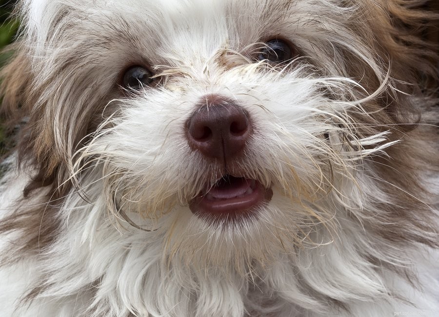 Shih-Poo: The Playful Designer Dog for Your Family