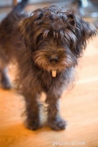 Yorkie-Poo: The Ultimate Playful Companion