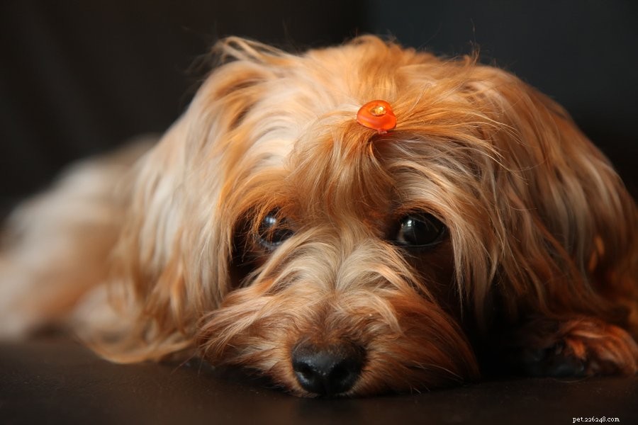 Yorkie-Poo: The Ultimate Playful Companion