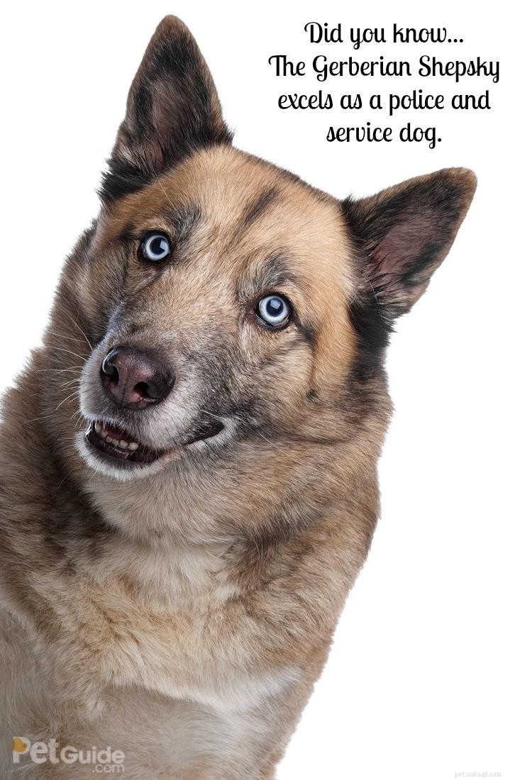 Gerberian Shepsky: Loyal, Playful Companion for Your Family