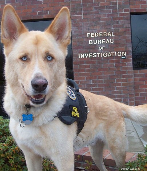Gerberian Shepsky: Loyal, Playful Companion for Your Family