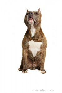 American Staffordshire Terrier: A Loyal and Powerful Companion
