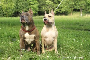 American Staffordshire Terrier: A Loyal and Powerful Companion