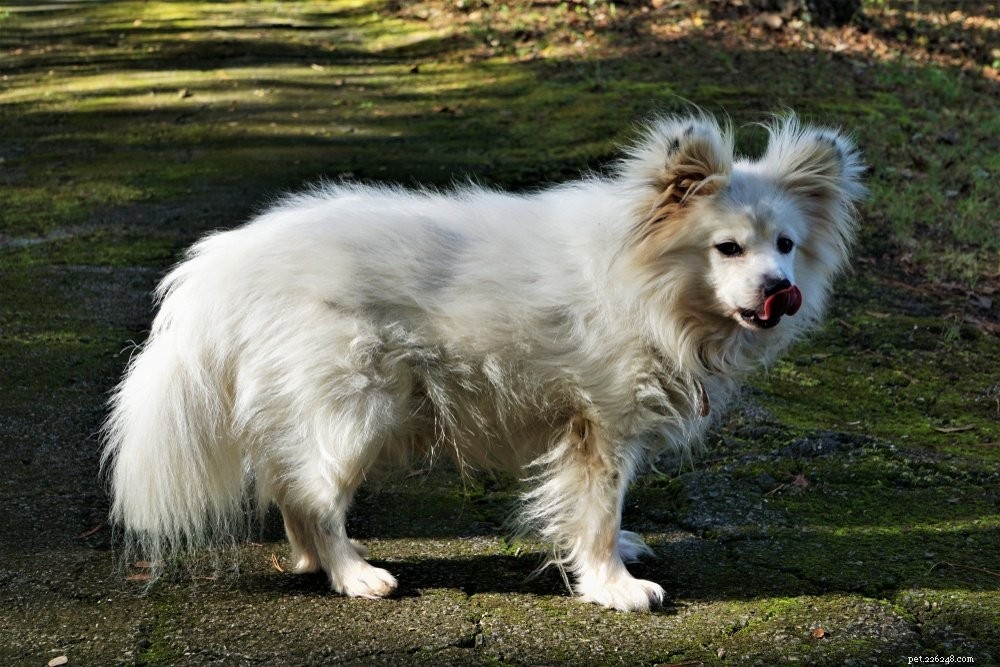 Maltipom: The Ideal Blend of Maltese Elegance and Pomeranian Playfulness