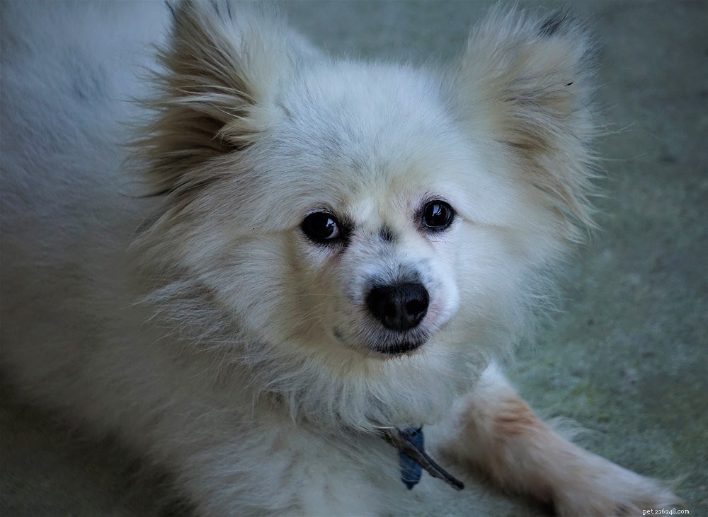Maltipom: The Ideal Blend of Maltese Elegance and Pomeranian Playfulness