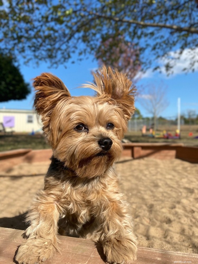 Yorkie-Pom: The Ultimate Small Dog for Cuteness Lovers