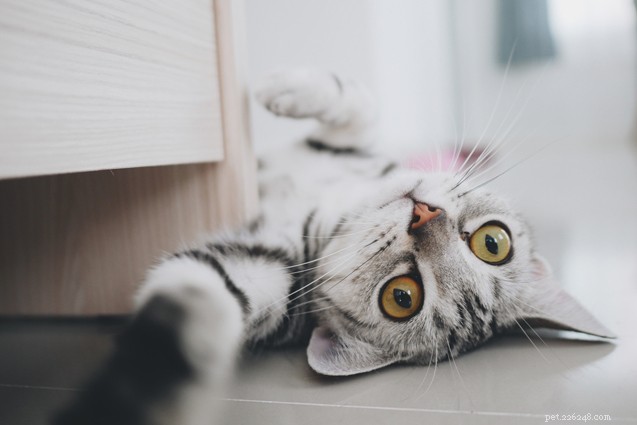 Top 10 Cat Breeds for Effective Rodent Control