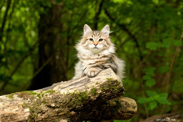 Top 10 Cat Breeds for Effective Rodent Control