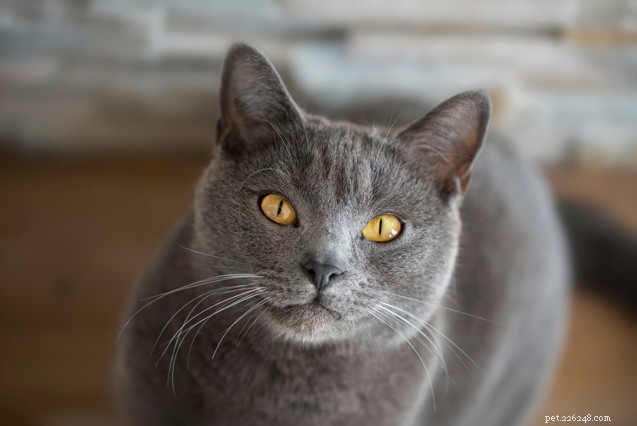 Top 10 Cat Breeds for Effective Rodent Control