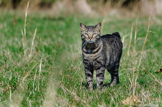 Top 10 Cat Breeds for Effective Rodent Control