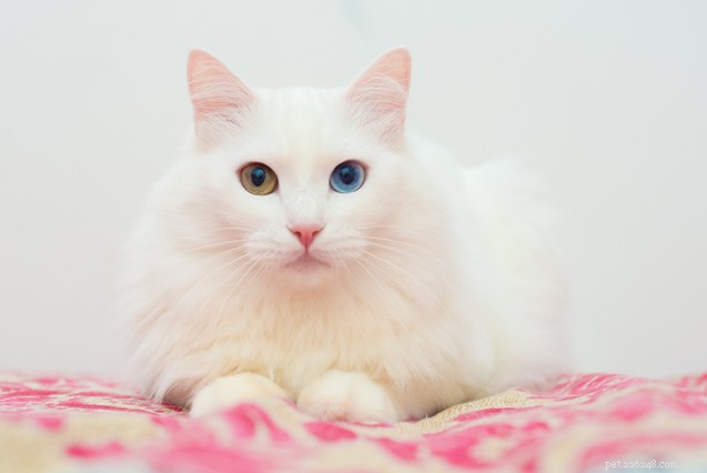 Top 10 Cat Breeds for Effective Rodent Control