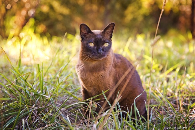 Top 10 Cat Breeds for Effective Rodent Control