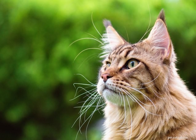 Top 10 Cat Breeds for Effective Rodent Control