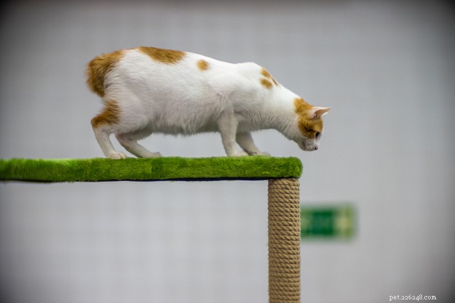 Top 10 Cat Breeds for Effective Rodent Control