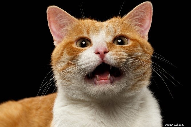 Why Do Cats Meow at Night? Understand Their Behavior and Find Peaceful Solutions