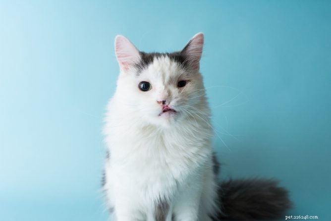 Cleft Palate in Cats: Causes, Care, and Living a Happy Life
