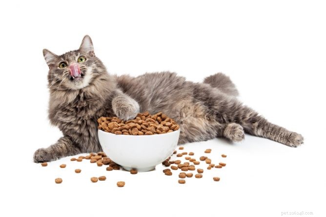 Top 10 Diet Cat Foods for Healthy Weight Loss