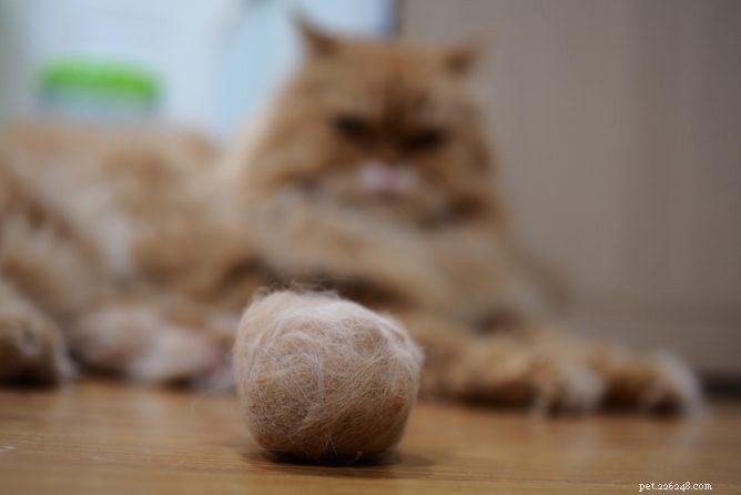 Top Hairball Control Products to Keep Your Cat Healthy