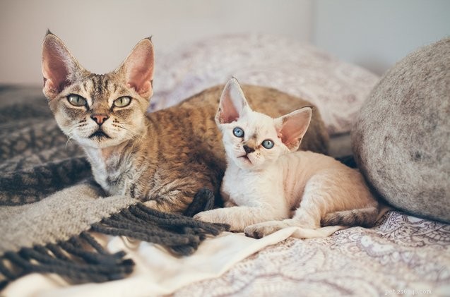 Prevent Unexpected Litters: Get Your Cat Spayed or Neutered by Five Months