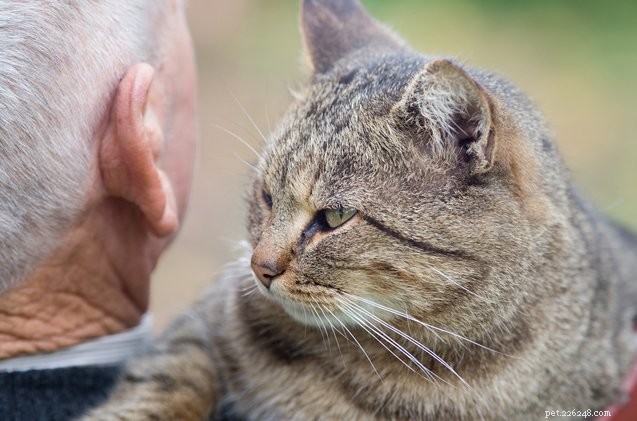 Cats on Laps: Shelter Cats Deliver Comfort and Companionship to Seniors