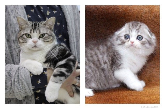 England vs Russia Clash for the World’s Best Cat Title at LondonCats Show