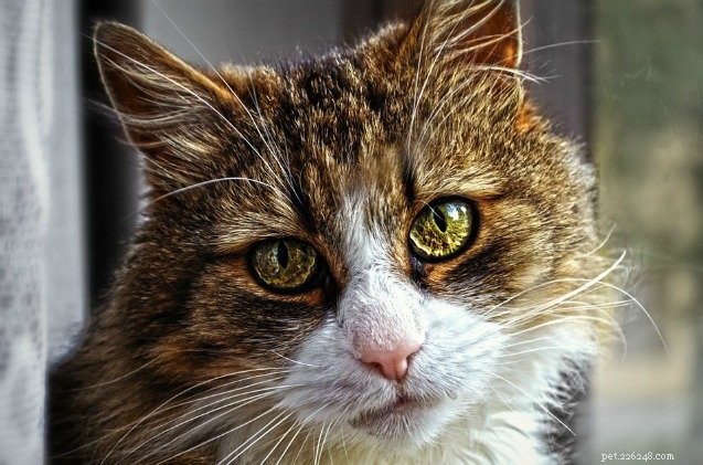 Understanding Cat Stomatitis: Causes, Symptoms, and Treatment