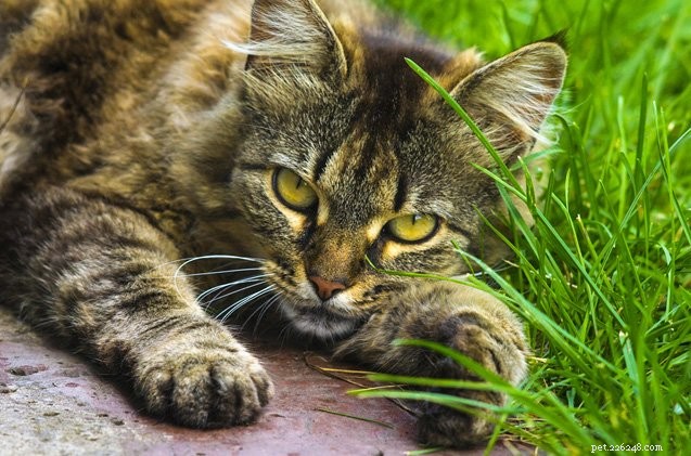 Heartworm in Cats: Essential Facts & Prevention Tips