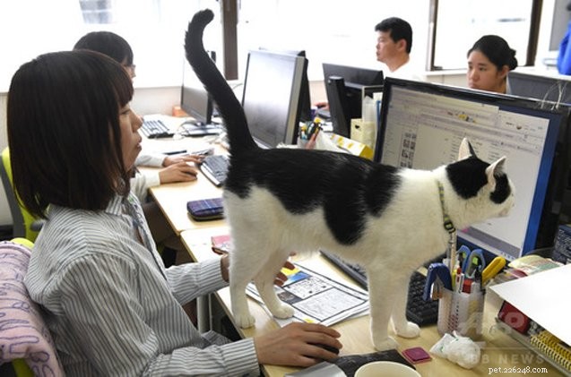 Nine Cats Lead a Japanese IT Firm: A Pet-Friendly Workplace Innovation