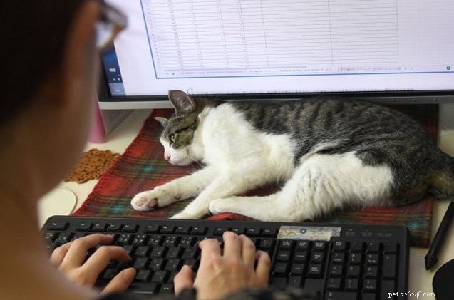 Nine Cats Lead a Japanese IT Firm: A Pet-Friendly Workplace Innovation