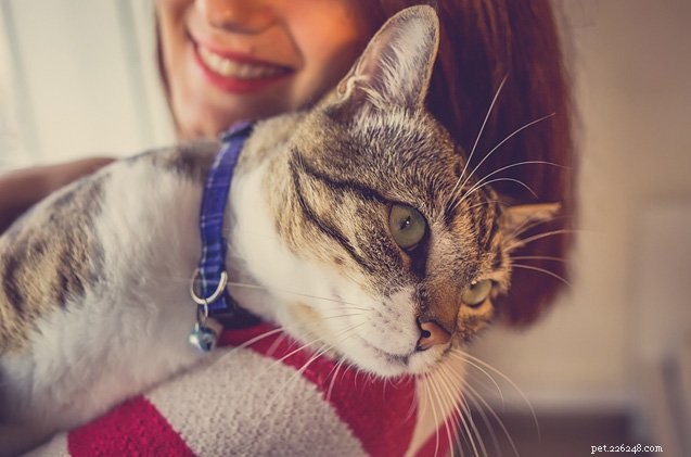 Dublin Veterinary Clinic Hiring Experienced Cat Cuddler – Join Our Dedicated Team