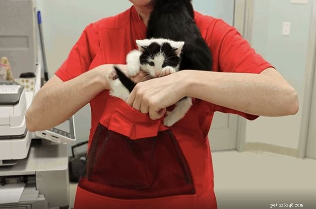 Boston Shelter s  Kitty Bjorn  Carrier Offers Feral Kittens Comfort and Safety