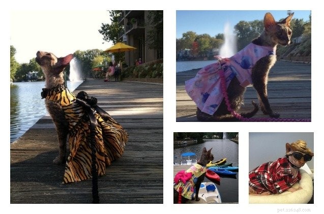 Cat Couture: Designers Revolutionize Feline Fashion
