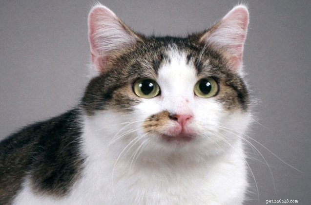 Celebrating 15 Years: Copy Cat, the World’s First Cloned Cat, Lives Happily
