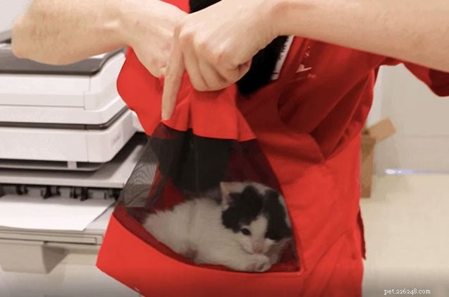 Boston Shelter s  Kitty Bjorn  Carrier Offers Feral Kittens Comfort and Safety