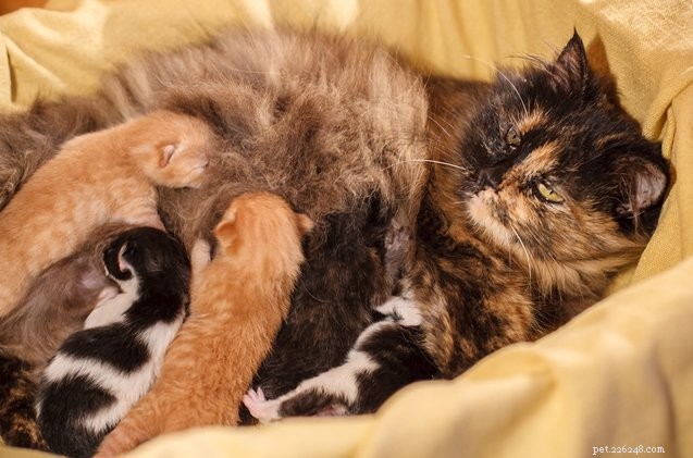 A Comprehensive Guide to Your Cat’s Heat Cycle: What to Expect and How to Care