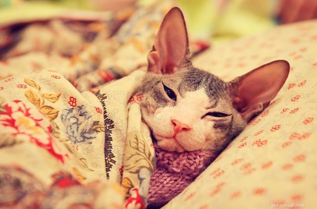 Top 7 Cat Health Issues Every Owner Should Know