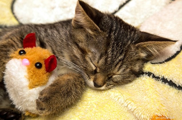 10 Adorable Cats That Deserve a Hug