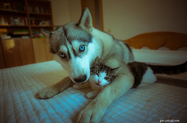 10 Adorable Cats That Deserve a Hug