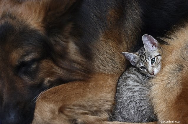 10 Adorable Cats That Deserve a Hug