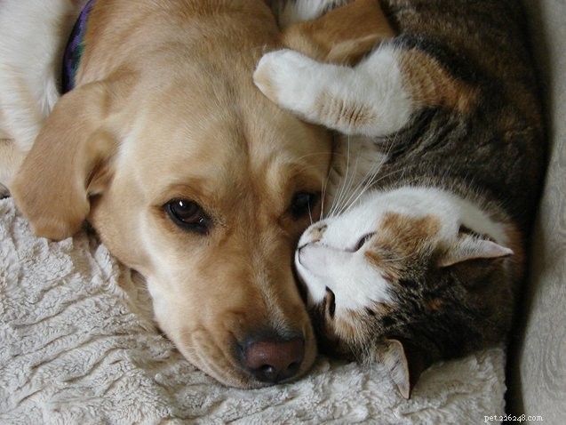 10 Adorable Cats That Deserve a Hug