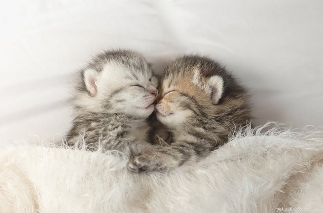 10 Adorable Cats That Deserve a Hug