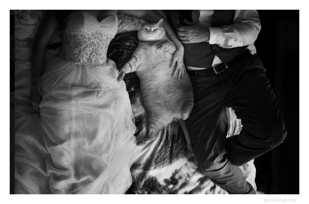 Adorable Tubby Tabby Captivates Hearts in Newlywed Couple s Wedding Photos