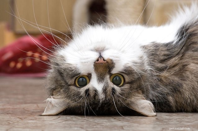 Discover How Your Cat’s Purring Can Boost Your Health and Well‑Being