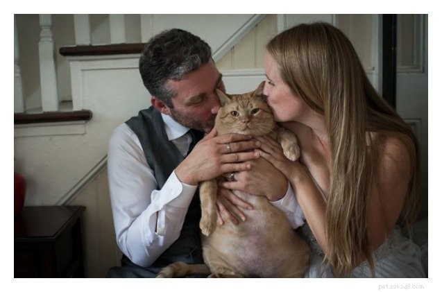Adorable Tubby Tabby Captivates Hearts in Newlywed Couple s Wedding Photos
