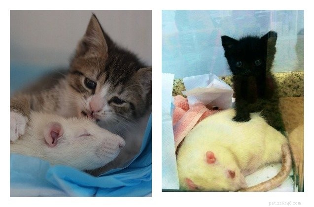 Brooklyn Cat Café: Rats Adopt Orphaned Kittens, Breaking Stereotypes