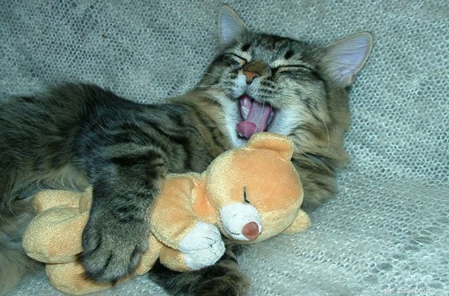 Do Cats Snore? Understanding Feline Snoring & What It Means