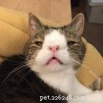 5 Inspiring Special‑Needs Cats: Stories of Strength and Joy