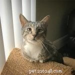 5 Inspiring Special‑Needs Cats: Stories of Strength and Joy