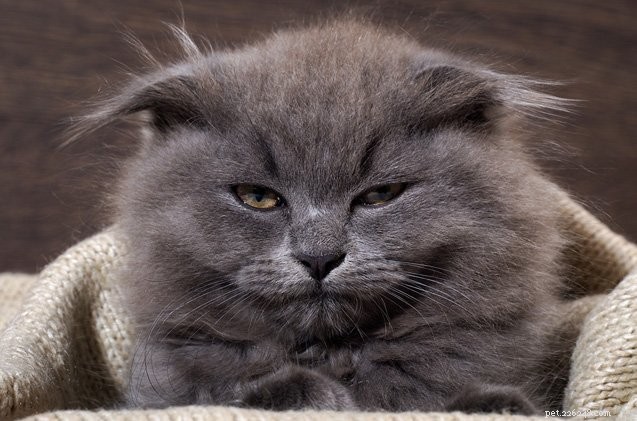 4 Common Habits That Annoy Your Cat (And How to Stop Them)